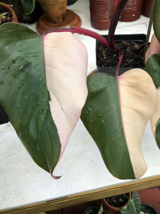 Gorgeous Philodendron Pink Princess Half Moon Variegated Plant Rare Aroid