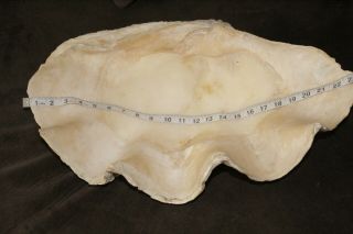 Giant Clam,  Clam One Of A Kind,  Large,  Rare Natural Tridacna Gigas Giant Clam Sh