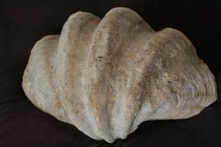 Giant clam,  Clam One Of A Kind,  Large,  Rare Natural Tridacna Gigas Giant Clam Sh 3