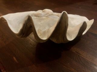 Museum Quality,  Large,  Rare Natural Tridacna Gigas Giant Clam Shell