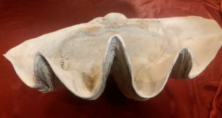 Museum Quality,  Large,  Rare Natural Tridacna Gigas Giant Clam Shell 2