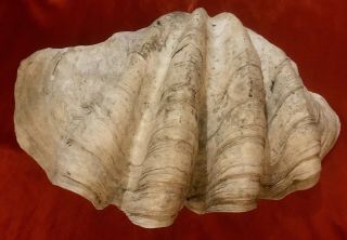 Museum Quality,  Large,  Rare Natural Tridacna Gigas Giant Clam Shell 3