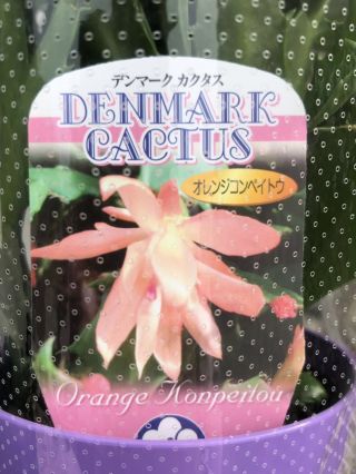 Rare Japanese Cultivar Schlumbergera Truncata Christmas Cactus Konpeito Orange