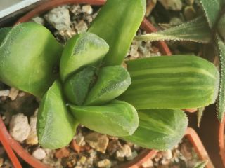 Haworthia Maughanii Variegata Rare Hybrid,  No Astrophytum,  Variegated,  Truncata