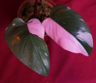Philodendron Pink Princess Rare Aroid Plant Anthurium Monstera