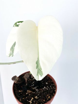 Highly Variegated Monstera Borsigiana Albo Rooted Actively Growing - Rare Aroid