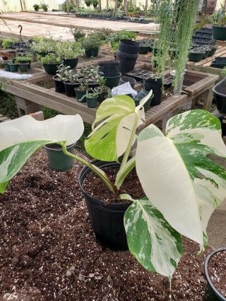 Very Rare - Monstera Albo Halfmoon Fully Rooted Mature Plant - Highly Variegated