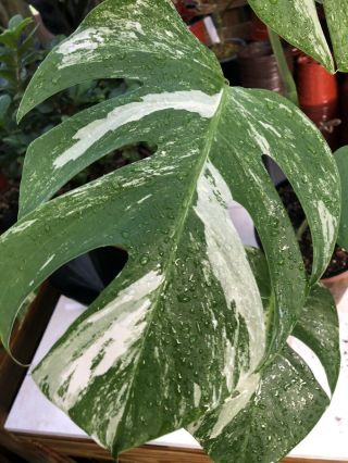 Extremely Rare Marbled Monstera Albo Variegata Variegated Aroid Rooted Plant