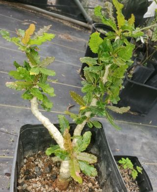 Boswellia Nana,  Rare Two - Headed Specimen Plant From Socotra Island,  Yemen