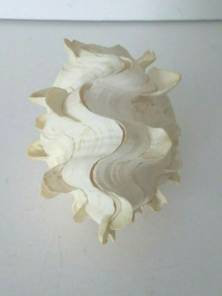 Rare Whole Giant Clam Shell Seashell Rare Matching Pair 7 " X 4 "