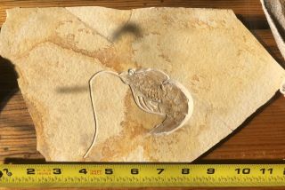 Very Rare Huge Solnhofen Antrimpos Shrimp Fossil