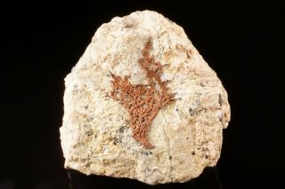 Rare Native Copper Crystal Butte,  Montana - Ex.  Lemanski