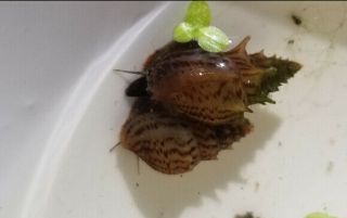 (10) Rare Medium Spike Tail Malaysian Trumpet Aquatic Snails Hard To Find Rare