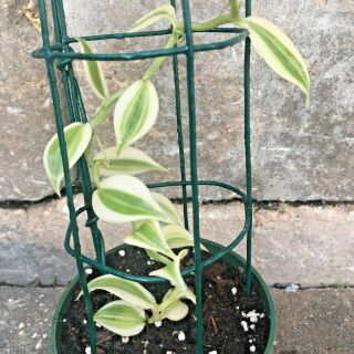 One Vanilla Planifola Variegated Orchid Live Plant Well Rooted 7 " Long Rare