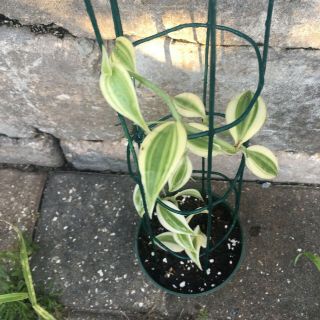 One Vanilla Planifola Variegated orchid live plant well rooted 7 