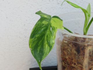 Philodendron ‘florida Beauty’ Rare Aroid Variegated