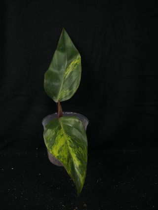 Philodendron Strawberry Shake,  Rare Variegated Aroid