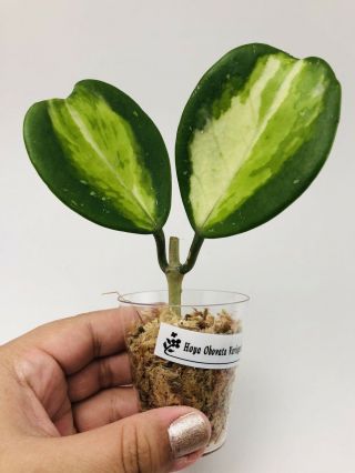 C835 Hoya Obovata Albomarginata (variegated),  Cutting Blooms,  Rare