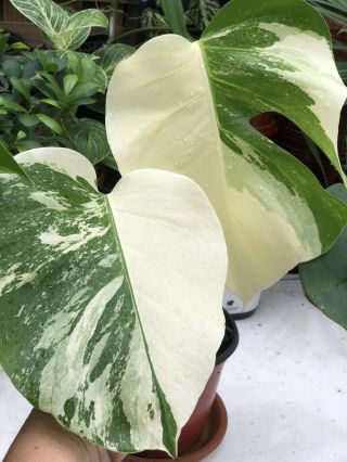 Extremely Rare Monstera Albo Variegata Rooted Plant Variegated Aroid Wow