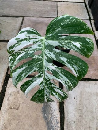 Variegated Monstera - Well Rooted Rare