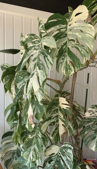 Variegated Monstera - well rooted RARE 2