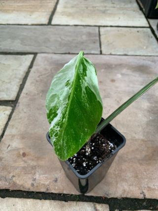 Variegated Monstera - well rooted RARE 3
