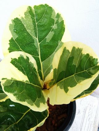 Ficus Lyrata Fiddle Fig Leaf Variegated Albo White&rare