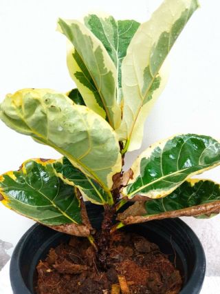 Ficus lyrata fiddle fig leaf variegated albo white&Rare 2