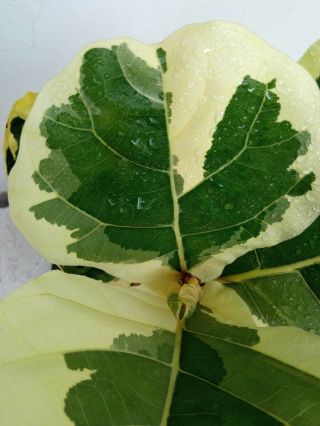 Ficus lyrata fiddle fig leaf variegated albo white&Rare 3
