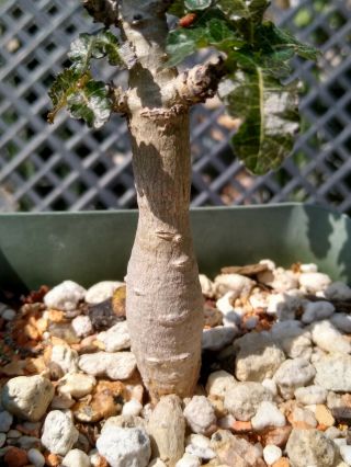 Boswellia nana Socotra Very Rare 2