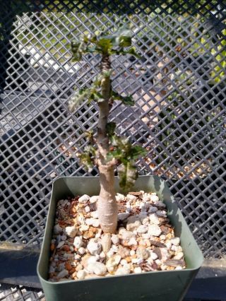 Boswellia nana Socotra Very Rare 3
