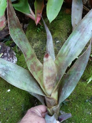 Aechmea Sr5 Ecuador Species Extremely Rare / Bromeliad