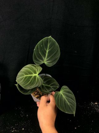 Philodendron El Choco Red,  Well Rooted Plant,  Rare Aroid