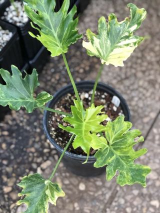 Rare Variegated Philodendron Selloum ‘HOPE’ now Thaumatophyllum 2