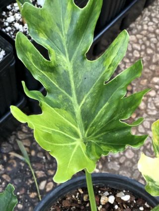 Rare Variegated Philodendron Selloum ‘HOPE’ now Thaumatophyllum 3