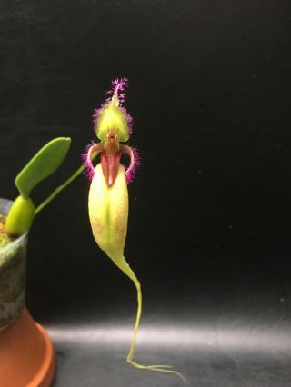 Bulbophyllum Fascinator Var Semi - Alba Rare Blooming Size Orchid Species In Bud 3