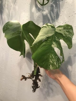 Rare Highly Variegated Monstera Deliciosa Borsigiana Albo - Rooted Plant