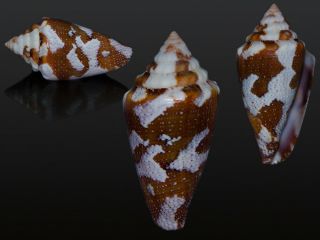 Seashell Conus Curassaviensis Exceptional Shell Rare F,  /gem 30.  6 Mm