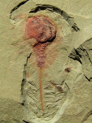 Ultra Rare Fossil.  Xiphosurid Horseshoe Crab Ancestor.  Ordovician.  Morocco.  Nº2