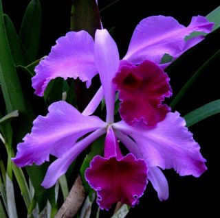 Rare Cattleya Orchids - Lc Callistoglossa 
