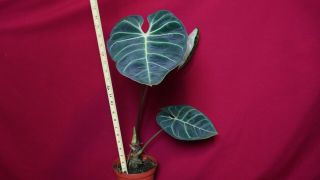 Anthurium Regale LARGE Rare Velvet Aroid Plant Philodendron Monstera 2