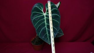 Anthurium Regale LARGE Rare Velvet Aroid Plant Philodendron Monstera 3