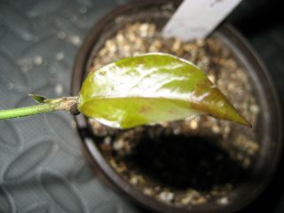 Very Rare Hoya Cardiophylla Plant 3.  5 " Pot Yellow Spicy Fragrant Flower Fabulous