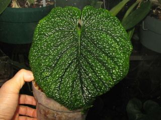 Anthurium Splendidum,  Rare Species,  Textured Leaf,  Gorgeous Large Aroid Plant