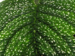 ANTHURIUM SPLENDIDUM,  Rare Species,  TEXTURED Leaf,  Gorgeous Large Aroid Plant 2