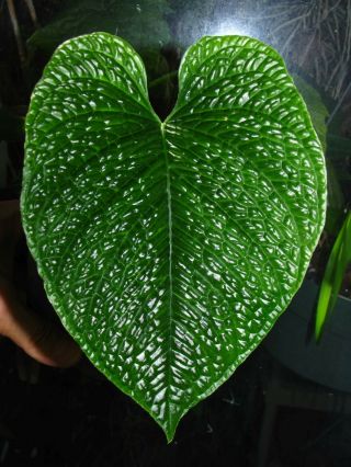ANTHURIUM SPLENDIDUM,  Rare Species,  TEXTURED Leaf,  Gorgeous Large Aroid Plant 3