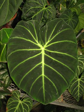 Philodendron Luxurians,  Spectacular Velvet Leaves,  Gorgeous Rare Aroid Plant