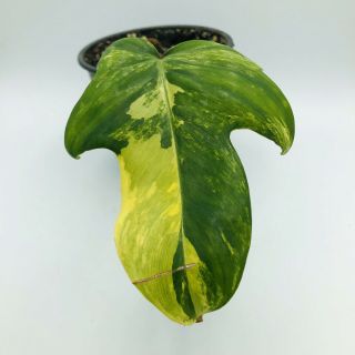 Highly Variegated Philodendron Florida Beauty Live Rooted Rare Plant Aroid