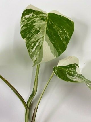 Albo Variegated Borsigiana Monstera 3 Leaf Top Cutting Rooted Rare