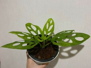 Variegated Monstera Adansonii Indonesian Rare Indoor Plant